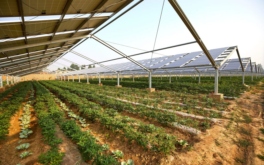 AGRIVOLTAICO: ENERGIA PULITA E OPPORTUNITÀ PER LE AZIENDE AGRICOLE